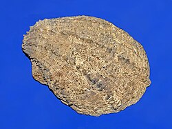 Fossil valve of Spondylus crassicosta from the Pliocene of Italy