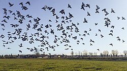 Po Valley, Carmagnola, countryside near the Po river, Italy