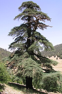 An old Atlas cedar tree in the Atlas range