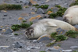 Two seals lying on a rocky beach with sparse vegetation