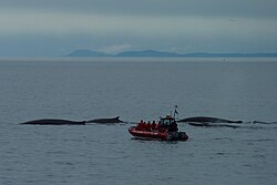 fin whales off Tadoussac