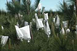 Isolation bags for controlled pollination in a Pinus radiata seed orchard.