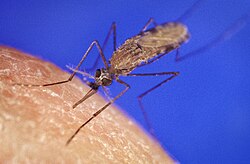 Anopheles Mosquito, the vector of malaria and yellow fever, diseases which caused many deaths among the rubber workers