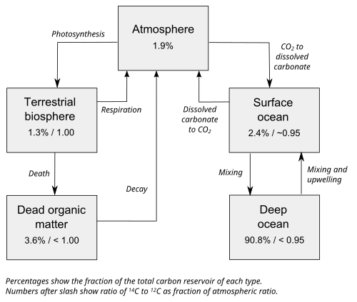 Simplified version of the carbon exchange reservoir, showing proportions of carbon and relative activity of the 14C in each reservoir[5][note 7]