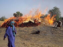 Pottery firing mound in Kalabougou, Mali. Much of the earliest pottery would have been fired similarly.