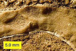 Side view of a stromatoporoid showing laminae and pillars; Columbus Limestone (Devonian) of Ohio