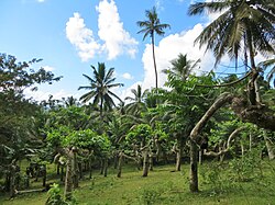 Ylang-ylang (Cananga odorata) field in progressive abandonment in Mayotte