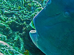 A parrot fish (Bolbometopon muricatum) eating algae off of a rock in Borneo.