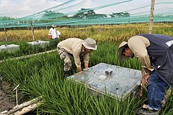 Scientists measuring the greenhouse gas emissions of rice