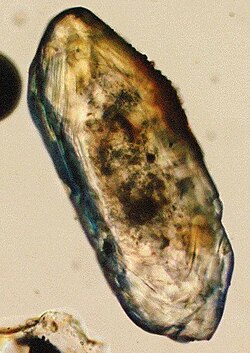 Optical microscope photograph; the length of the crystal is about 250 μm
