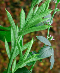 Guar beans are used for their gum.
