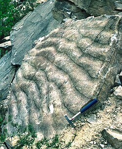 Ripple marks formed by a current in a sandstone that was later tilted (Haßberge, Bavaria)