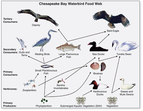 Generalized food web of waterbirds from Chesapeake Bay