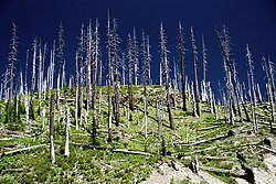 Defoliated and fallen trees on Windy Ridge, Mount St. Helens, 22 years after the 1980 eruption
