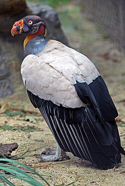 The king vulture has close affinities with condors