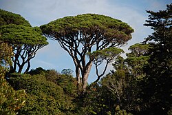 A stone pine, the type of tree used by Pliny the Younger to describe the eruption