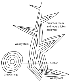 Diagram of secondary growth in a tree showing idealized vertical and horizontal sections. A new layer of wood is added in each growing season, thickening the stem, existing branches and roots, to form a growth ring.