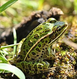 Many species of frogs live in wetlands, while others visit them each year to lay eggs.