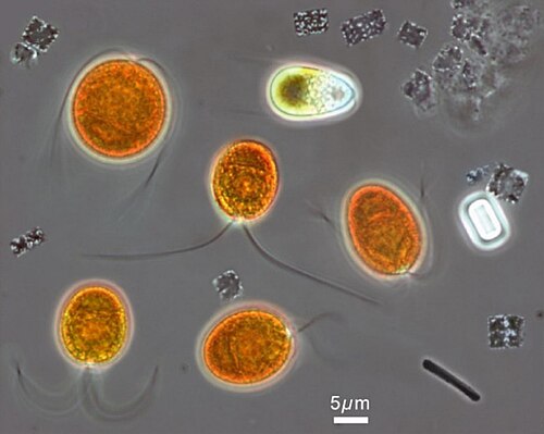Microscopic image from the hypersaline Lake Tyrrell (salinity> 20% w/v), in which the eukaryotic chlorophyte, Dunaliella salina, can be tentatively identified. Dunaliella salina is grown commercially for the carotenoid, β-carotene, which is widely used as a natural food colorant as well as a precursor to vitamin A. Alongside is the haloarchaeon, Haloquadratum walsbyi, which has flat square-shaped cells with gas vesicles that allow flotation to the surface, most likely to acquire oxygen.