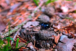 Beetle feeding on organic matter