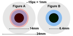 These eyes represent a scaled figure of the human eye where 15 px = 1 mm, they have a pupil diameter of 7 mm. Figure A has an exit pupil diameter of 14 mm, which for astronomy purposes results in a 75% loss of light. Figure B has an exit pupil of 6.4 mm, which allows the full 100% of observable light to be perceived by the observer.
