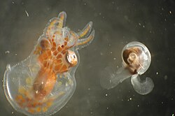 Octopus larva and pteropod