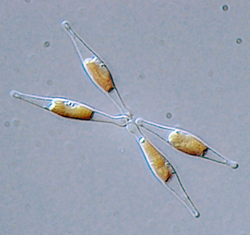 Phaeodactylum tricornutum is widely used as a model organism