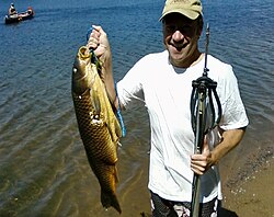 A common carp shot with a band-powered speargun by a diver using snorkelling gear, Minnesota, US