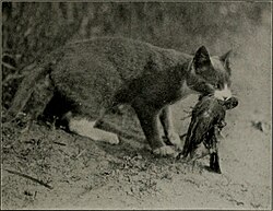 A feral cat with an American robin. Plate from Forbush (1916).