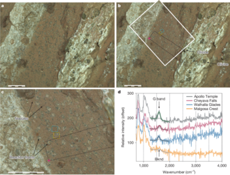 Layering, nodules, reaction fronts and organic detections marked in an image from ancient fossilized mud at Cheyava Falls, being the most promising finds potentially showing traces of remains of ancient Martian life.