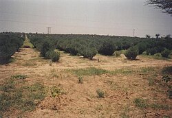 Jojoba plantations, such as those shown, have played a role in combating edge effects of desertification in the Thar Desert, India.[93]