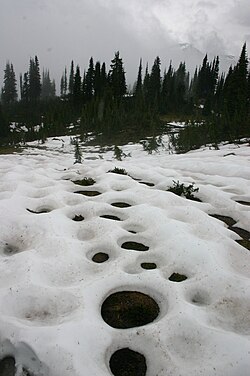 Vegetation gives off heat, resulting in this circular snowmelt pattern.[1]
