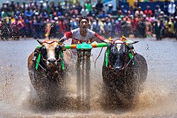 Karapan sapi is a Madurese traditional bull racing festival