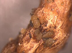 Phylloxera nymphs feeding on the roots