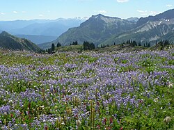 Subalpine wildflower meadow in Paradise region of Mount Rainier
