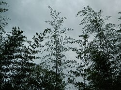 Bamboo canopy in the Western Ghats of India