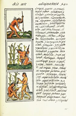 Cultivation of maize, illustrated in the 16th-century Florentine Codex
