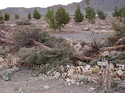 Broken cinder blocks and felled palm trees