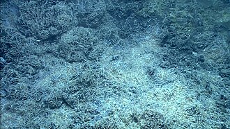 Opaepele shrimp on West Mata in 2009
