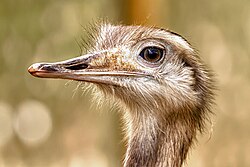 Greater rhea head close up