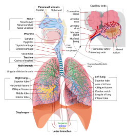 Diagram of the human respiratory system
