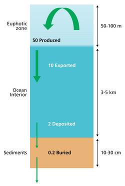 Simple three box model. Simplified budget of ocean carbon flows[26]