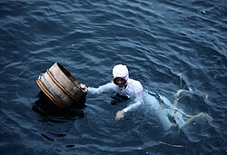 Pearl diver in Japan