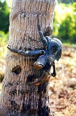 Robber crab (coconut crab)