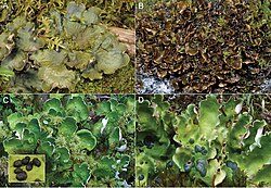 Lichens