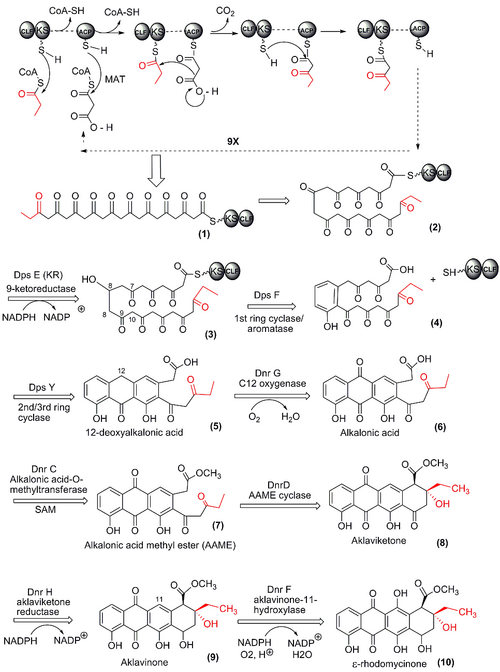 Biosynthesis of the doxorubicin precursor, є-rhodomycinone. The polyketide synthase reactions are shown on top.