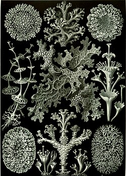 "Lichenes" fancifully drawn by Ernst Haeckel to emphasize his ideas of symmetry in his Artforms of Nature, 1904