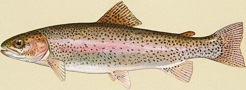 Oncorhynchus: rainbow trout, O. mykiss
