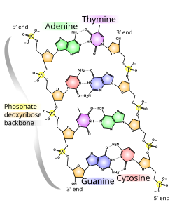 Molecular structure of DNA