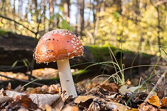 Amanita species are ectomycorrhizal with many trees.
